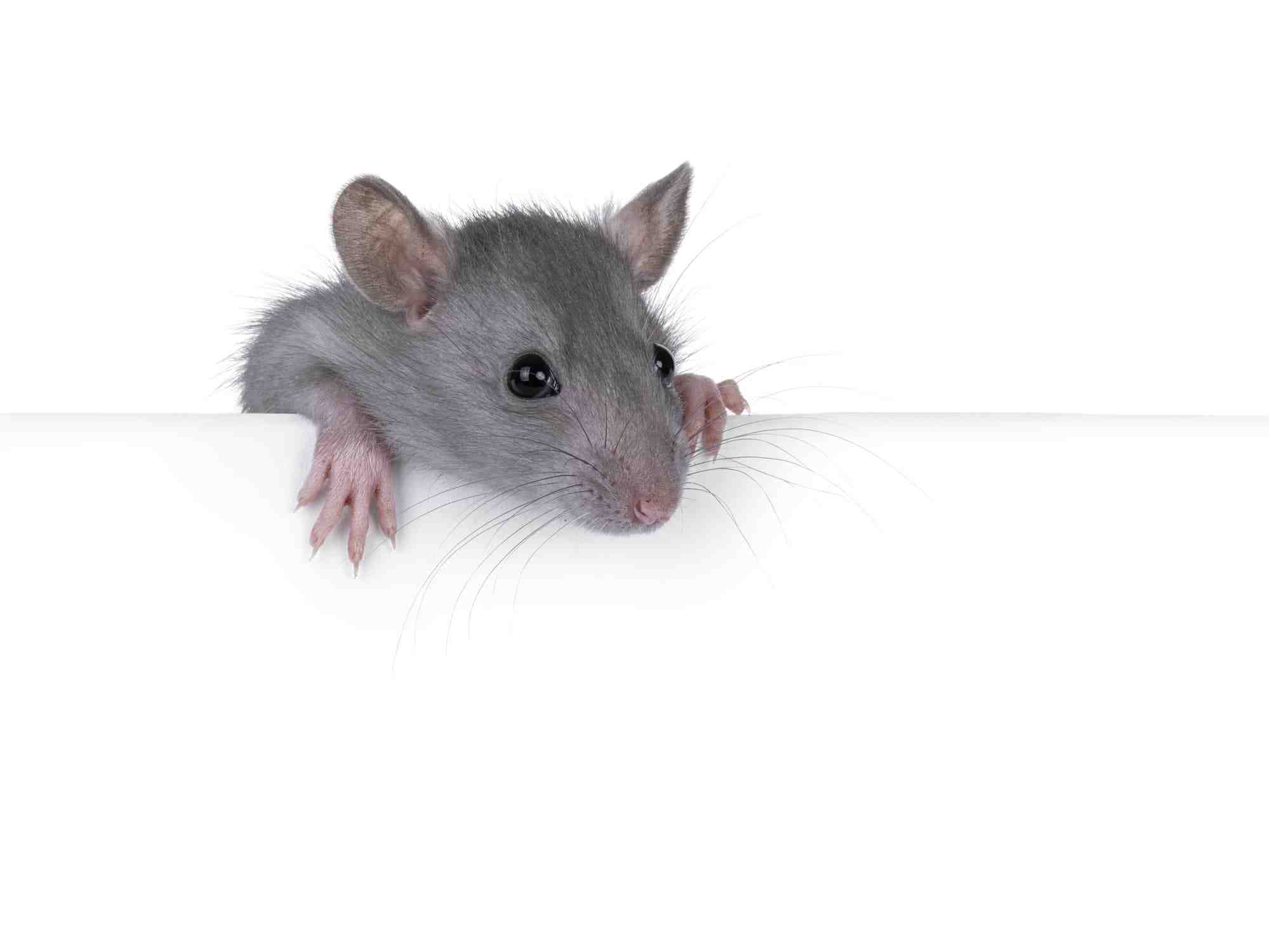 small mouse peeking over a white surface, used as a metaphor for “Milking Mice,” the pattern of spending high effort on low‑return work that stalls momentum in B2B and manufacturing teams